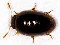 Olibrus liquidus